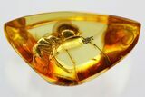 Large Detailed Fossil Ant (Formica) In Baltic Amber #381229-2